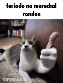 A Cat Is Laying On The Floor Giving A Thumbs Up Sign . GIF