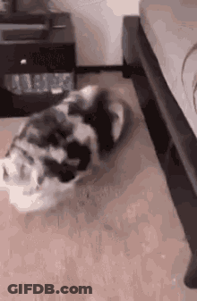 A Cat Is Laying On The Floor In Front Of A Bed . GIF
