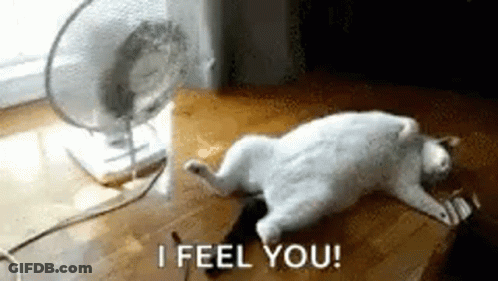 A Cat Is Laying On The Floor In Front Of A Fan And Says `` I Feel You '' . GIF