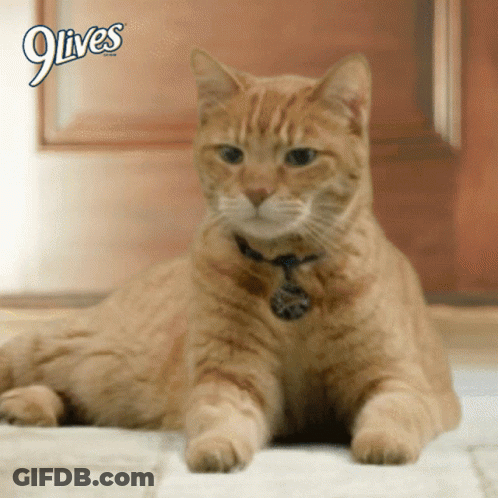 A Cat Is Laying On The Floor Next To A 9 Lives Logo GIF