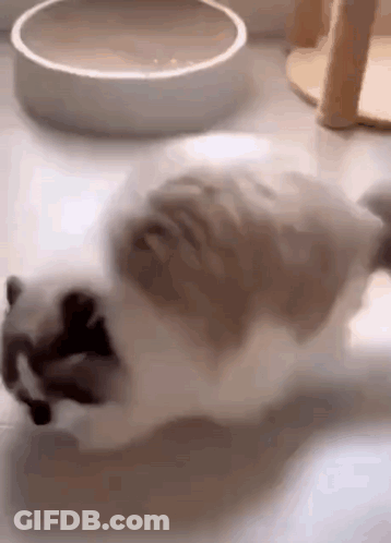 A Cat Is Laying On The Floor Next To A Bowl . GIF