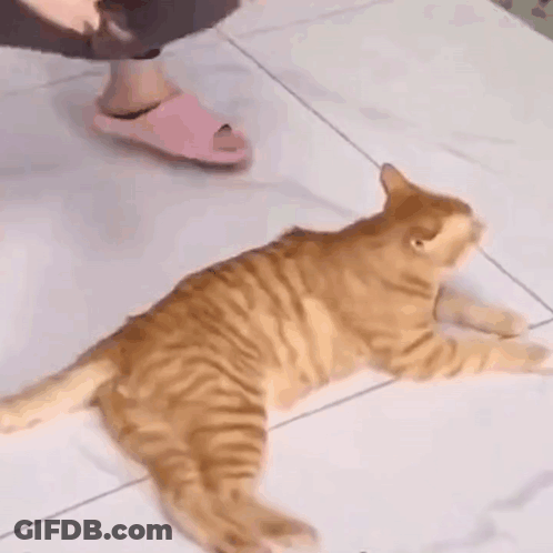 A Cat Is Laying On The Floor Next To A Person Wearing Slippers . GIF