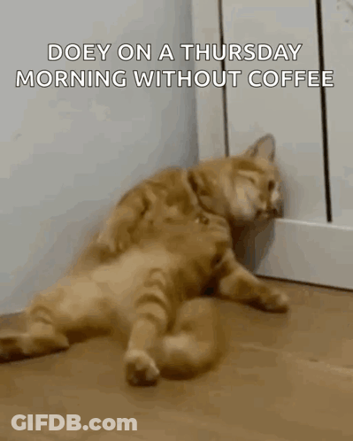 A Cat Is Laying On The Floor Next To A Wall Without Coffee . GIF