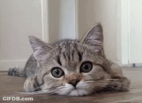 A Cat Is Laying On The Floor With Its Head On Its Paws GIF