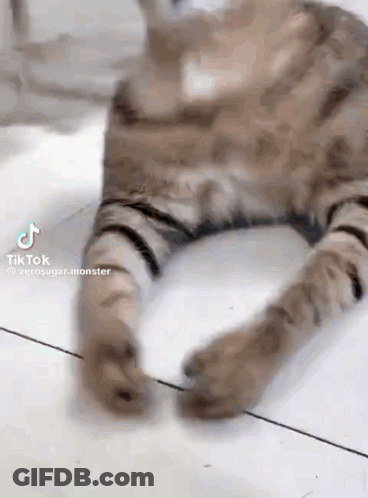 A Cat Is Laying On The Floor With Its Legs Crossed . GIF