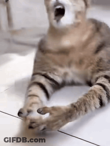 A Cat Is Laying On The Floor With Its Mouth Open And Its Paws Outstretched . GIF