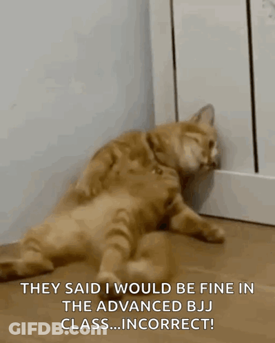 A Cat Is Laying On The Floor With The Words They Said I Would Be Fine In The Advanced Bj Class ... Incorrect ! GIF