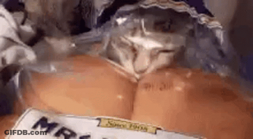 A Cat Is Laying On Top Of A Bag Of Bread . GIF