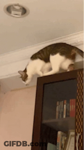 A Cat Is Laying On Top Of A Bookcase With Books On It GIF