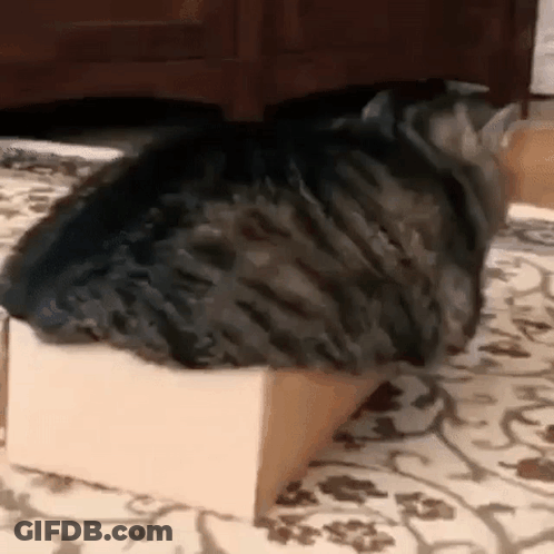 A Cat Is Laying On Top Of A Cardboard Box On A Rug . GIF