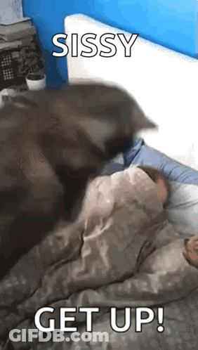 A Cat Is Laying On Top Of A Person In A Bed With The Words `` Sissy Get Up '' Written On It . GIF