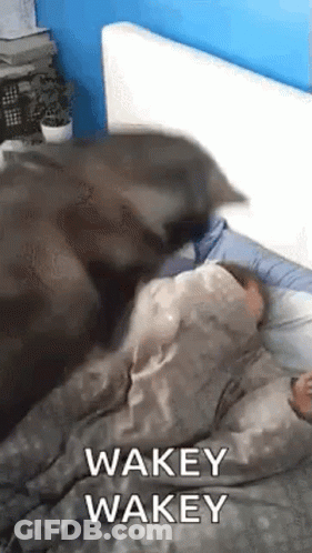 A Cat Is Laying On Top Of A Person In Bed With A Blanket . GIF