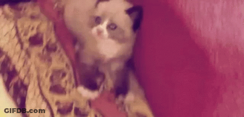 A Cat Is Laying On Top Of A Pink Blanket . GIF