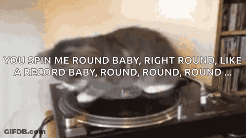 A Cat Is Laying On Top Of A Record Player With The Words " You Spin Me Round Baby Right Round Like A Record Baby Round R GIF