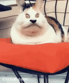A Cat Is Laying On Top Of A Red Pillow On A Chair . GIF