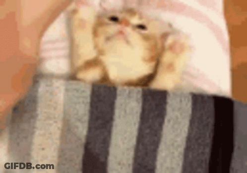 A Cat Is Laying On Top Of A Striped Blanket . GIF