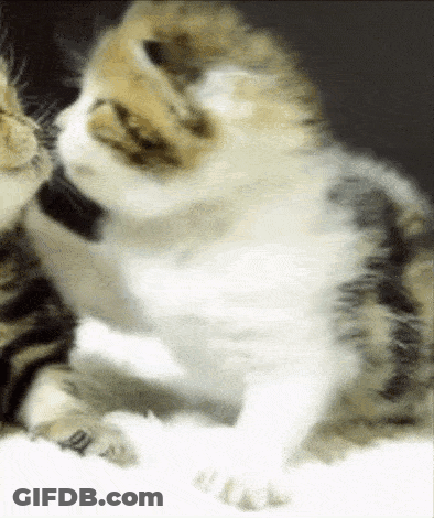 A Cat Is Licking Another Cat On The Nose GIF