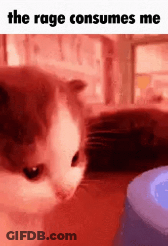 A Cat Is Looking At A Blue Object In A Red Room . GIF