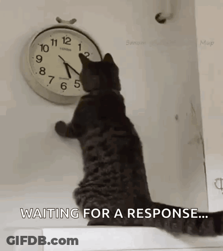 A Cat Is Looking At A Clock And Waiting For A Response GIF