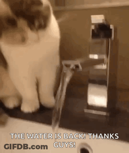 A Cat Is Looking At A Faucet With The Words The Water Is Back ! Thanks Guys . GIF