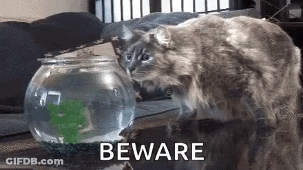 A Cat Is Looking At A Fish Bowl With The Words Beware Behind It . GIF