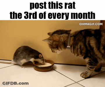 A Cat Is Looking At A Mouse That Is Drinking Milk From A Bowl .. GIF
