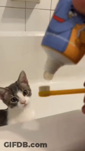 A Cat Is Looking At A Person Brushing Its Teeth In A Bathroom Sink . GIF