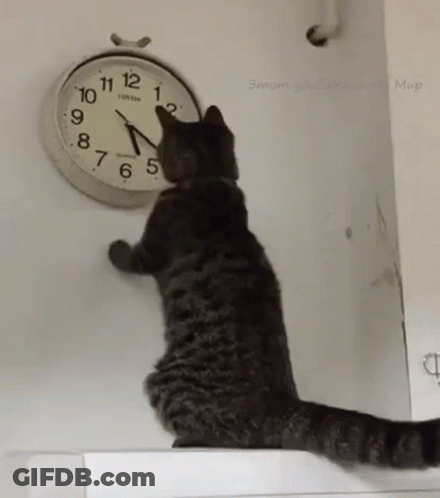 A Cat Is Looking At A Wall Clock That Says London GIF