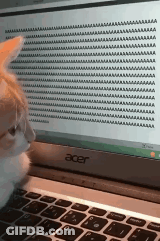A Cat Is Looking At An Acer Laptop With A Bunch Of Text On It GIF