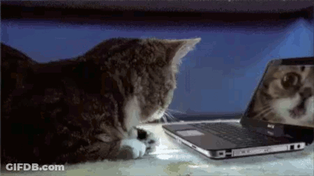 A Cat Is Looking At Its Reflection In A Laptop . GIF