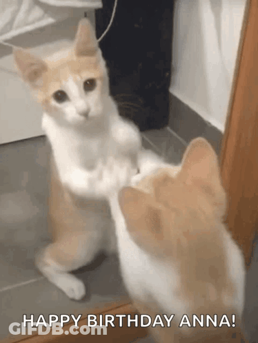 A Cat Is Looking At Itself In A Mirror And Says `` Happy Birthday Anna '' . GIF
