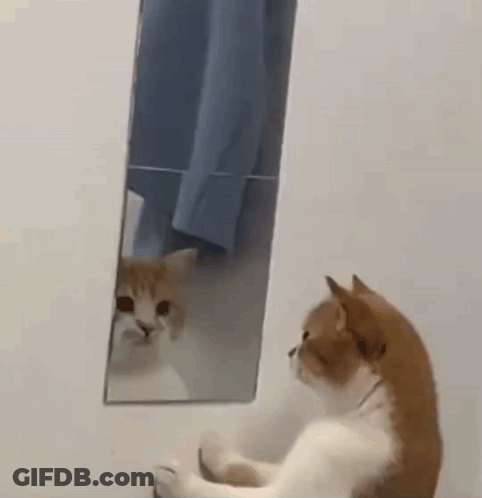 A Cat Is Looking At Itself In The Mirror GIF