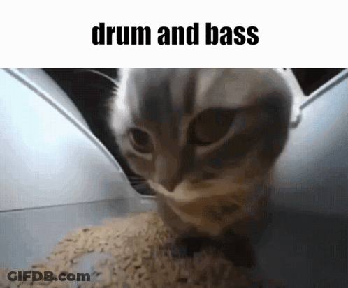 A Cat Is Looking At Something With The Words Drum And Bass Written Above It GIF