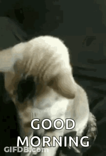 A Cat Is Looking At The Camera And Saying Good Morning . GIF