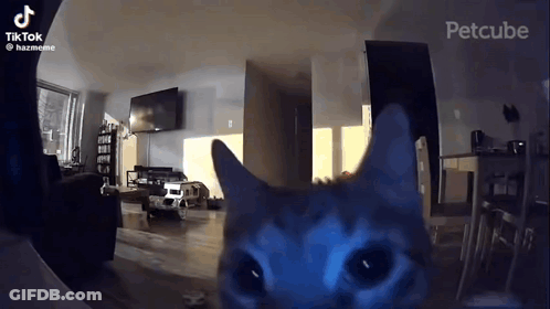 A Cat Is Looking At The Camera In A Living Room With A Tv . GIF