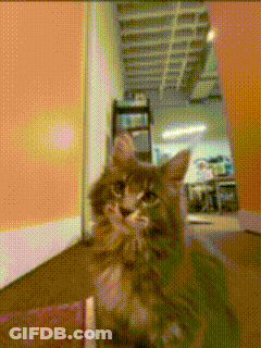 A Cat Is Looking At The Camera In A Room GIF