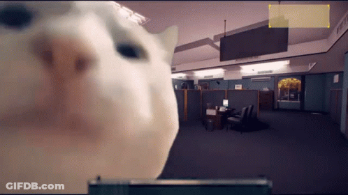 A Cat Is Looking At The Camera In An Office With Cubicles And Chairs GIF