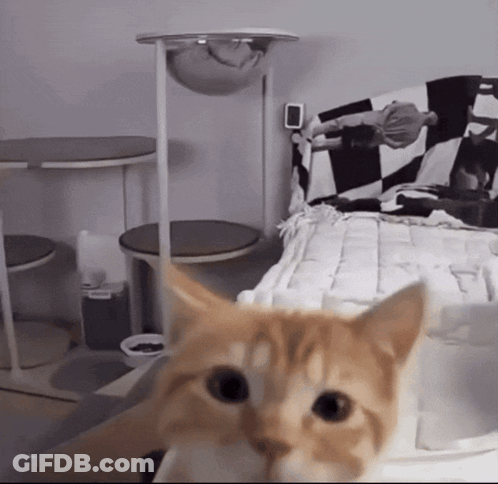 A Cat Is Looking At The Camera In Front Of A Bed GIF