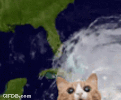 A Cat Is Looking At The Camera In Front Of A Map Of The World . GIF