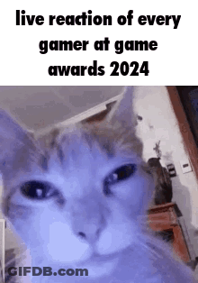 A Cat Is Looking At The Camera With A Live Reaction Of Every Gamer At Game Awards 2024 . GIF