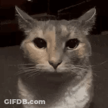 A Cat Is Looking At The Camera With A Serious Look On Its Face . GIF