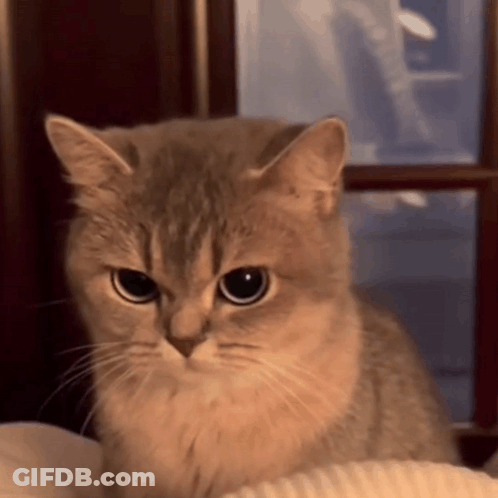 Cat Looking At Camera With Window In Background GIF