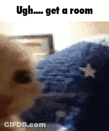 A Cat Is Looking At The Camera With The Caption Ugh Get A Room . GIF