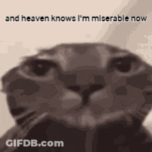 A Cat Is Looking At The Camera With The Words `` And Heaven Knows I 'M Miserable Now '' Behind It . GIF