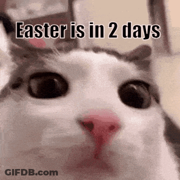 A Cat Is Looking At The Camera With The Words `` Easter Is In 2 Days '' Written On It . GIF