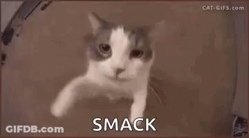 A Cat Is Looking At The Camera With The Words Smack Written On The Bottom . GIF