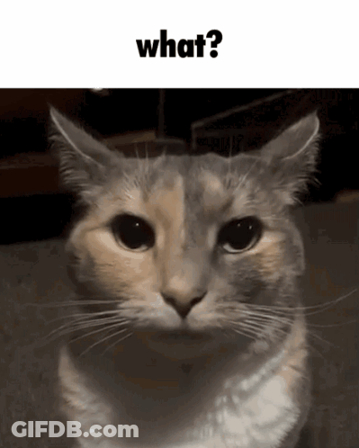 A Cat Is Looking At The Camera With The Words What Written Above It GIF