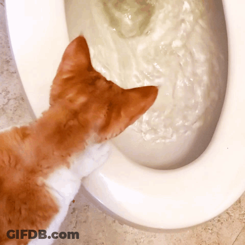 A Cat Is Looking Into A Toilet Bowl With A White Liquid In It GIF