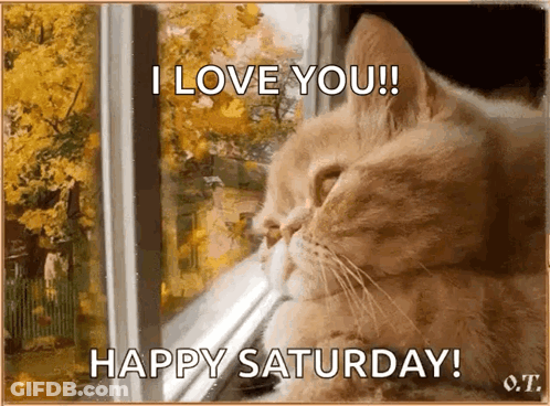 A Cat Is Looking Out Of A Window And Says I Love You GIF