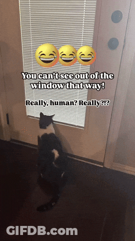 A Cat Is Looking Out Of A Window With A Caption That Says You Can 'T See Out Of The Window That Way GIF